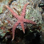 Daily Diving in Hurghada